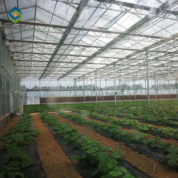 Sainpoly Large Size Glass Multi-Span Greenhouse High Quality Affordable Hot Selling China Wholesale Agricultural Greenhouses