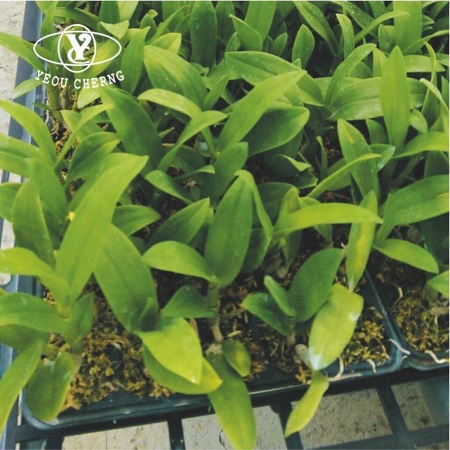 High quality greenhouse benches Taiwan manufacturer durable seedling tray seedbed plastic 4ft*6ft