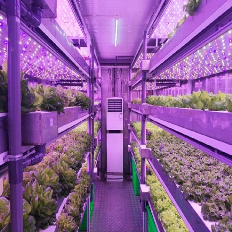 One one Smart Farm Large Container Vertical Hydroponic Farming Shipping Container with PC Sheet Cover