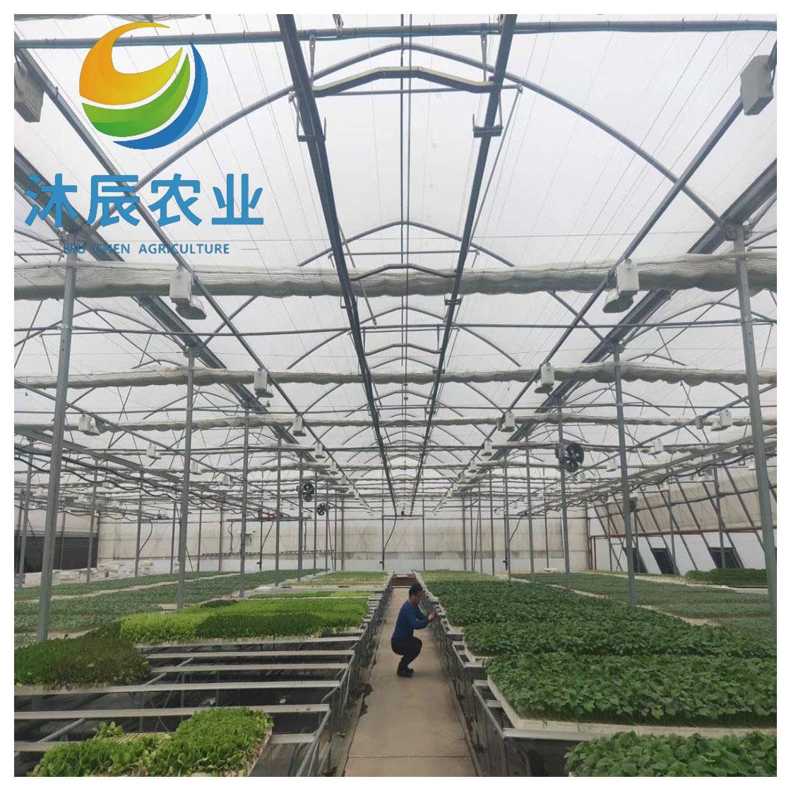 China Factory Large Size High Tunnel Agricultural Greenhouse for Tomato