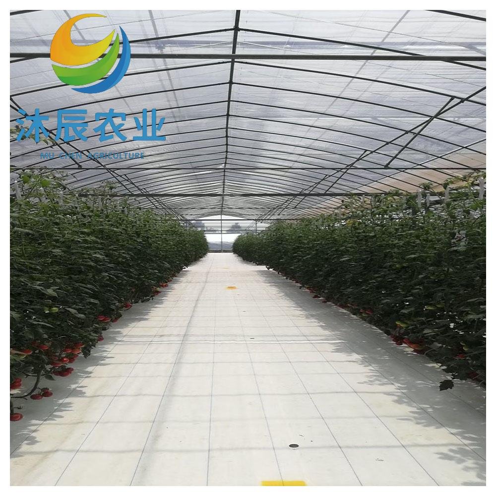 China Factory Large Size High Tunnel Agricultural Greenhouse for Tomato