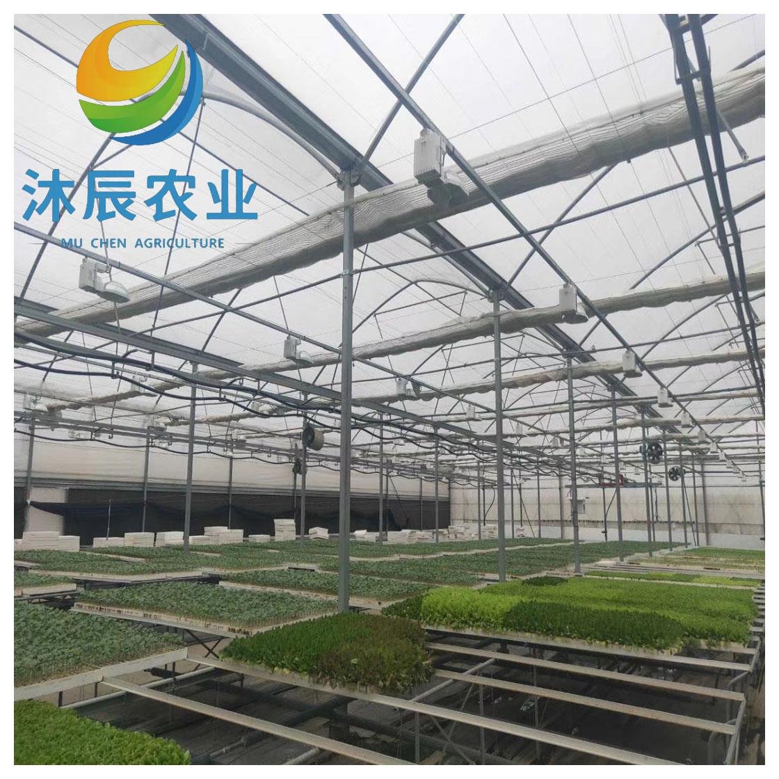 China Factory Large Size High Tunnel Agricultural Greenhouse for Tomato