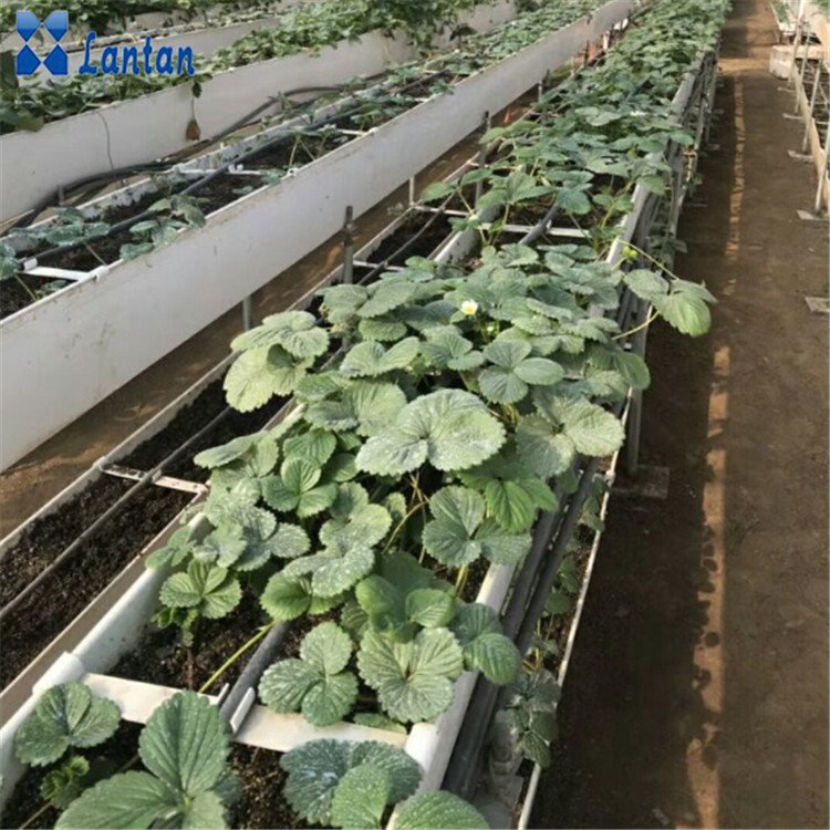 Agricultural Plants Tunnel vertical hydroponic hydroponics nft system strawberry container Strawberry Greenhouse