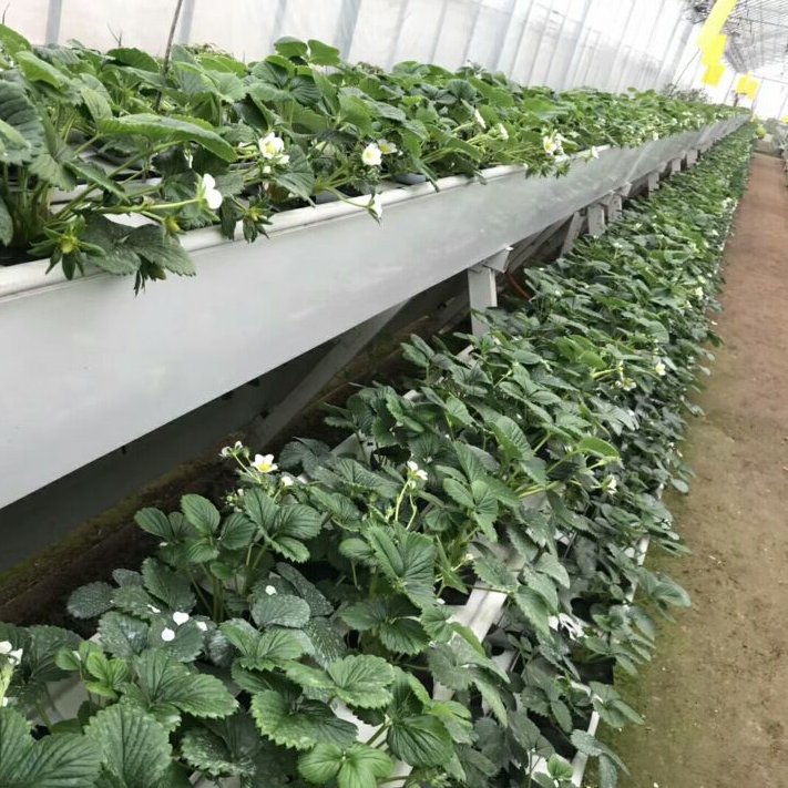 Agricultural Plants Tunnel vertical hydroponic hydroponics nft system strawberry container Strawberry Greenhouse