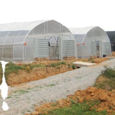 Economic Tunnel Plastic Greenhouse CMS3810 Greenhouse