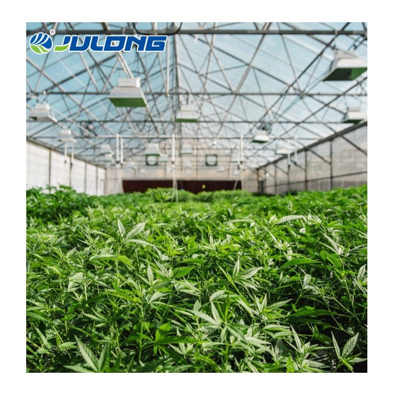 Medial plants growing 100% blackout curtains light deprivation greenhouse for hemp