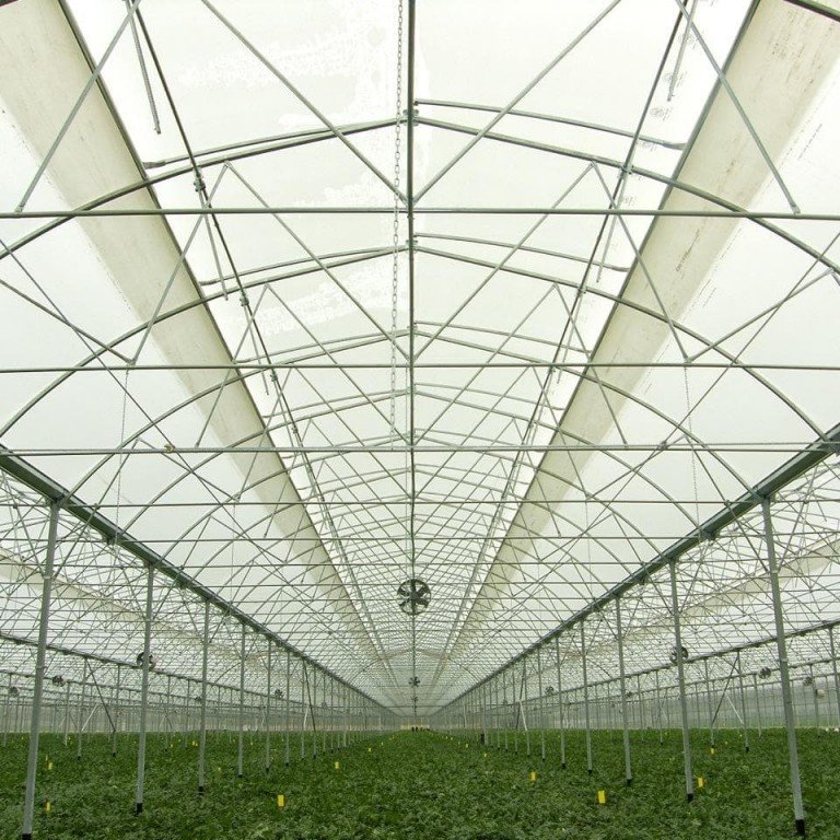 Greenhouse Construction Plastic Film Greenhouse Galvanized Steel Frame Greenhouse For Agriculture