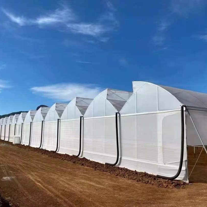 Greenhouse Construction Plastic Film Greenhouse Galvanized Steel Frame Greenhouse For Agriculture