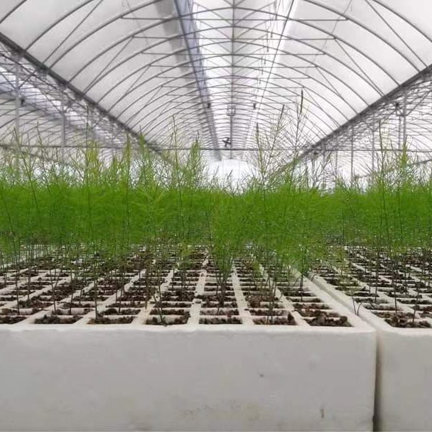 Greenhouse Construction Plastic Film Greenhouse Galvanized Steel Frame Greenhouse For Agriculture