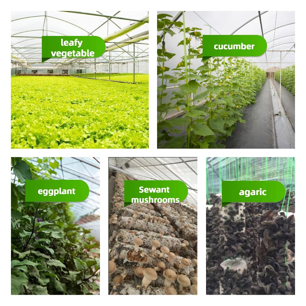 Kit agricultural green house Agricultural greenhouse for vegetables Passive solar Greenhouse