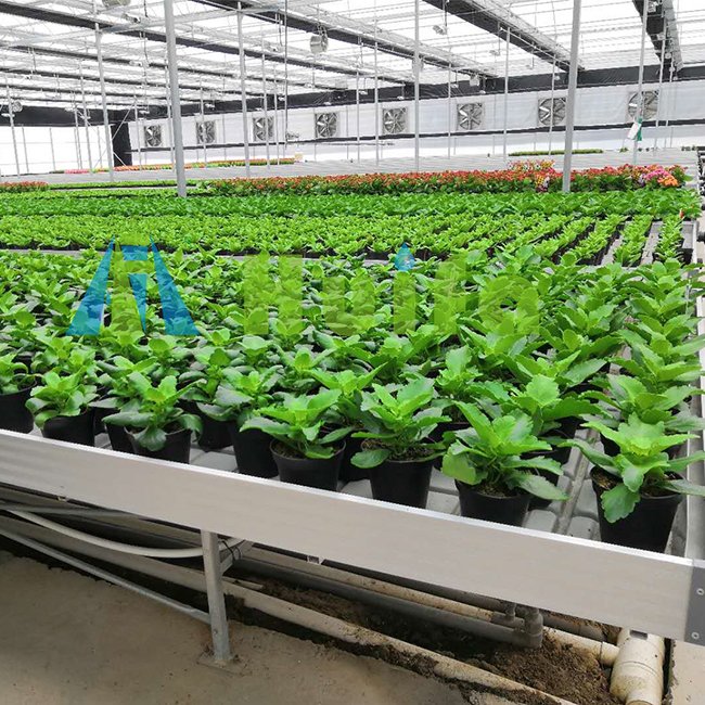 Hot Sale Hemp Agriculture Greenhouse Systems Automatic Tunnel Green Houses Blackout