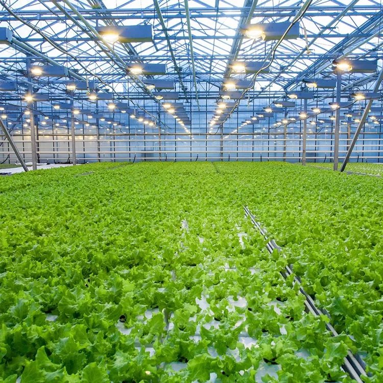 Yutuo Multi-span glass agricultural greenhouses