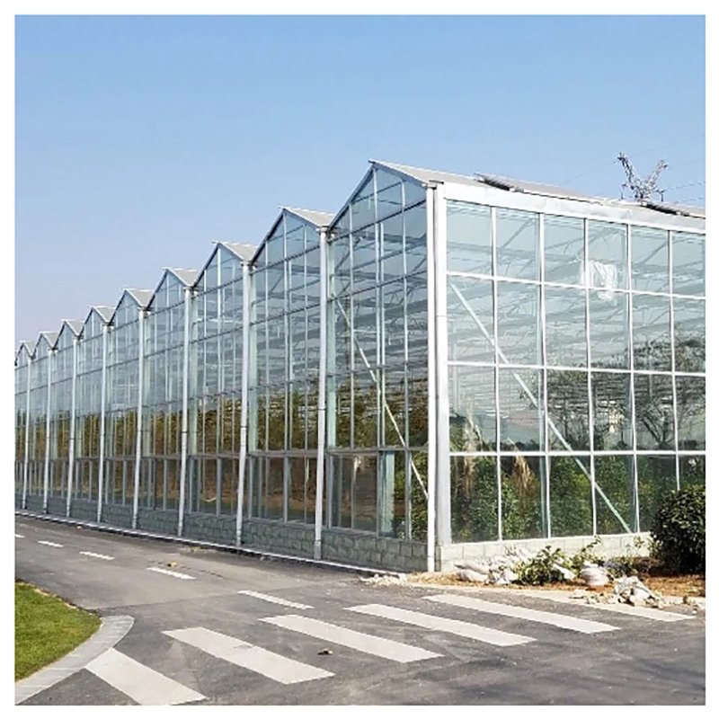 Large Multi-span Commercial Venlo Glass Greenhouse With Seedbed Hydroponic For Tomato Strawberry