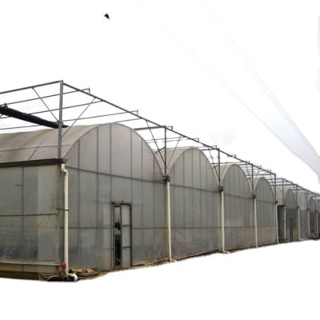 FM large modern metal frame hydroponic system green house tomato seeds hoop house agricultural greenhouse Thailand