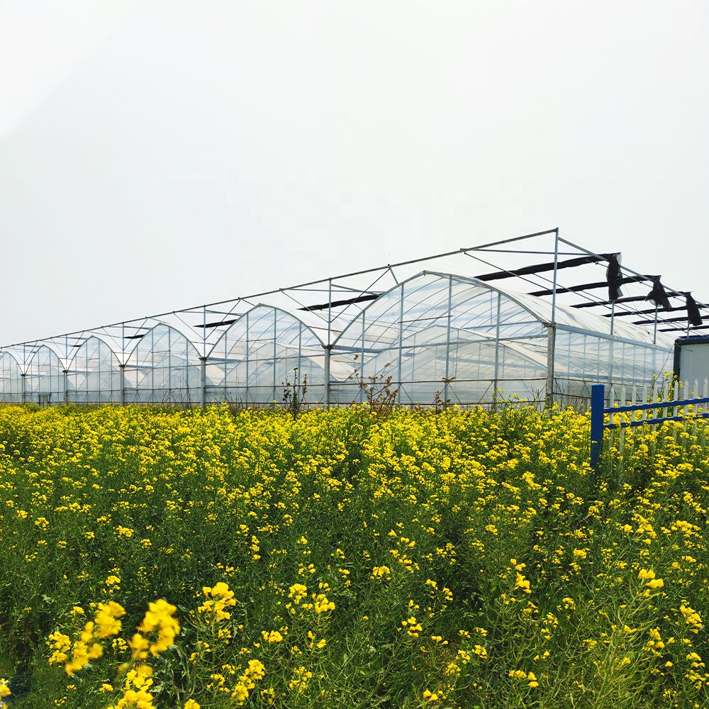 FM large modern metal frame hydroponic system green house tomato seeds hoop house agricultural greenhouse Thailand
