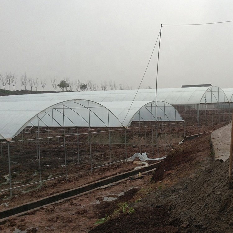 Baolida poly tunnel agriculture green house vegetable high polythene tunnel rain shelter greenhouse for tomato