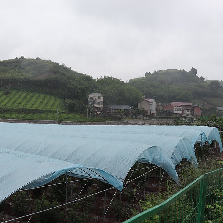 Baolida poly tunnel agriculture green house vegetable high polythene tunnel rain shelter greenhouse for tomato