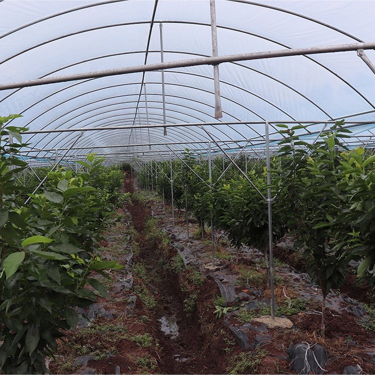 Baolida poly tunnel agriculture green house vegetable high polythene tunnel rain shelter greenhouse for tomato