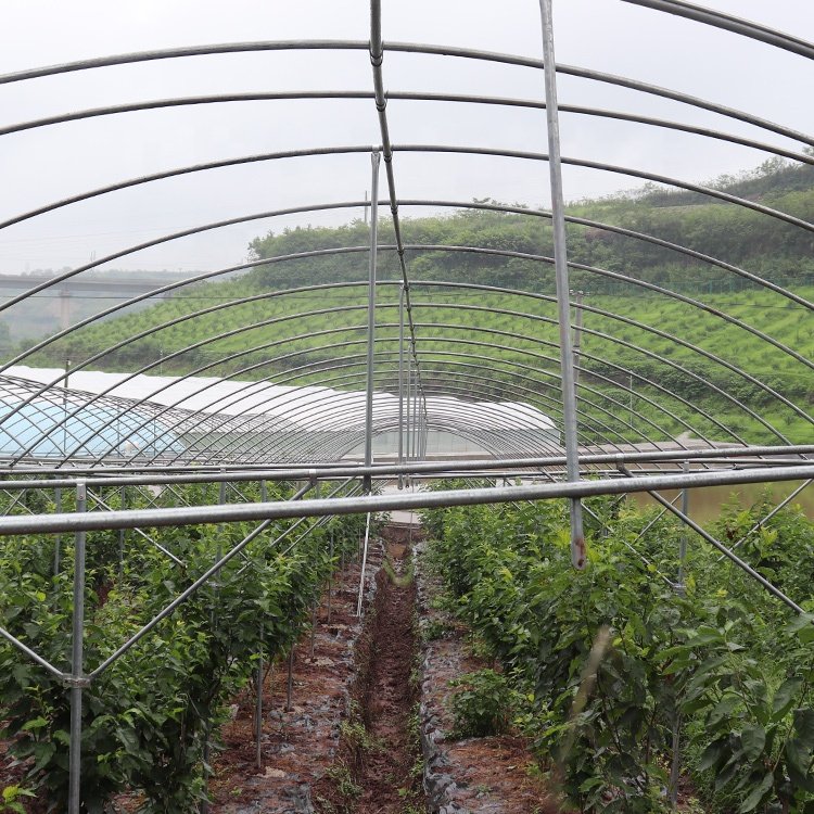 Baolida poly tunnel agriculture green house vegetable high polythene tunnel rain shelter greenhouse for tomato