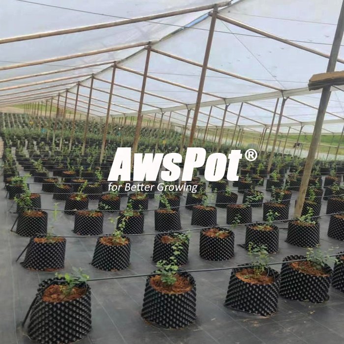 Outdoor tunnel house greenhouse 2m x 5m for agriculture ,raspberry ,tomato ,parsely, blueberry growing