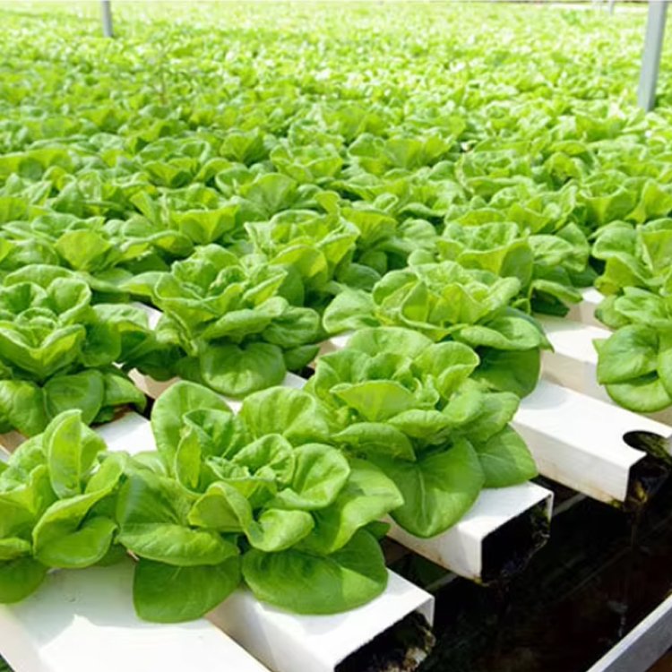 Complete High Productivity Horizontal Nft Hydroponic System Pvc Channels Commercial Hydroponic Nft Big Systems