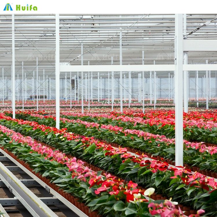 Commercial Agricultural Poly Tunnel Single-span Green House Tomato Greenhouse For Sale