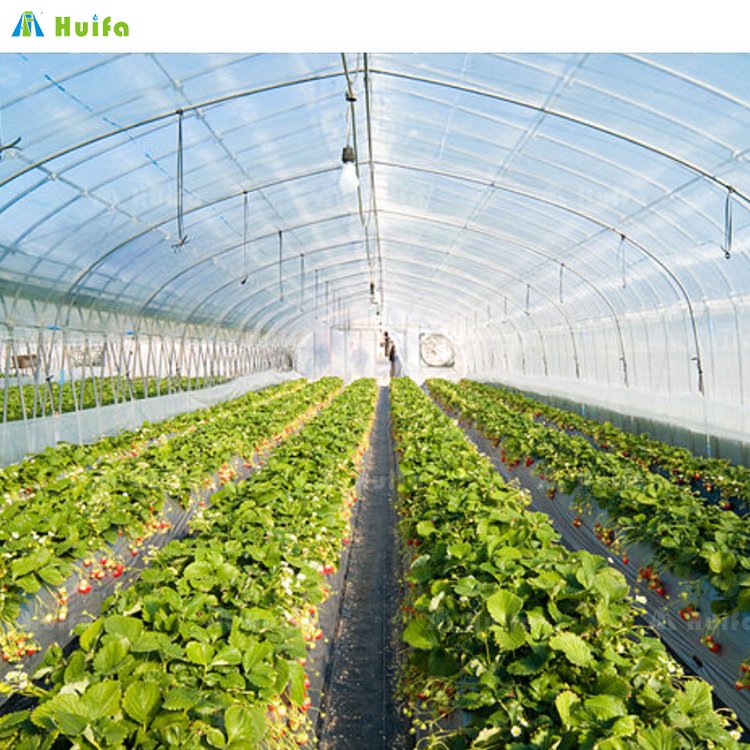 Commercial Agricultural Poly Tunnel Single-span Green House Tomato Greenhouse For Sale