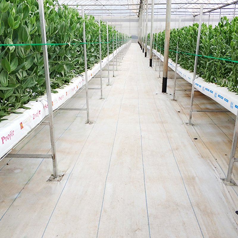 High Quality Cheap PP Weed Control Mat Agricultural Greenhouses weed barrier tela pacciamatura