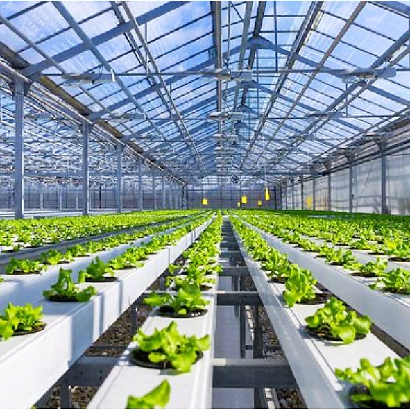 Wholesale 200 Micro Film Durable Single-Span Green House Snail Farming Tunnel Single Arch Greenhouse With Hydroponic System