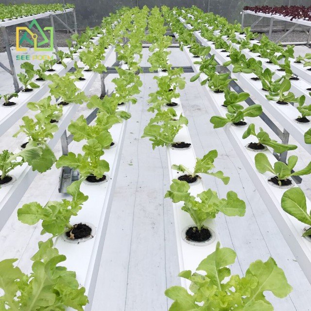 Multi-Span Commercial Shade Green House Hydroponic Systems Film Agricultural Greenhouse