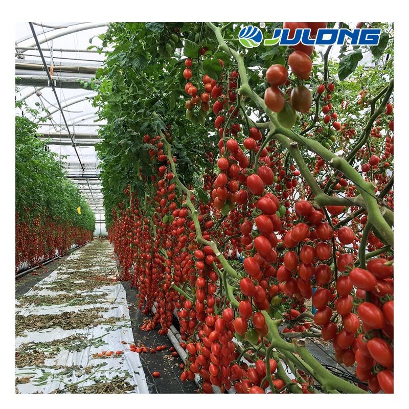 Low cost agricultural multi-span polycarbonate sheet green houses with hydroponic growing system