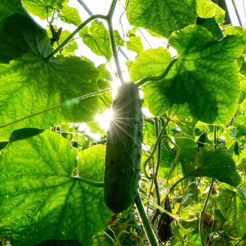 Convenient Indoor Gardening with Mini Home Garden Greenhouse of Large Size for Agricultural Purposes