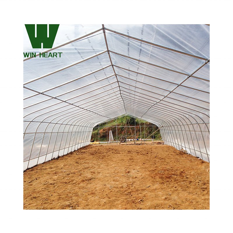 Single Tunnel Greenhouses for Vegetables growing
