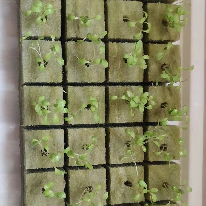 Agricultural Greenhouses Use 25*25*30mm Rock Wool Cubes For Optimal Plant Growth