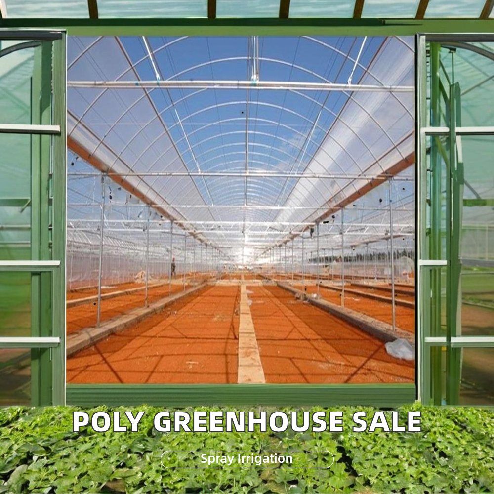 Large Chinese Agriculture Greenhouse 200 Micron Plastic Covering Hydroponic Multi-Span Tomatoes Single Layer Motor Ventilation