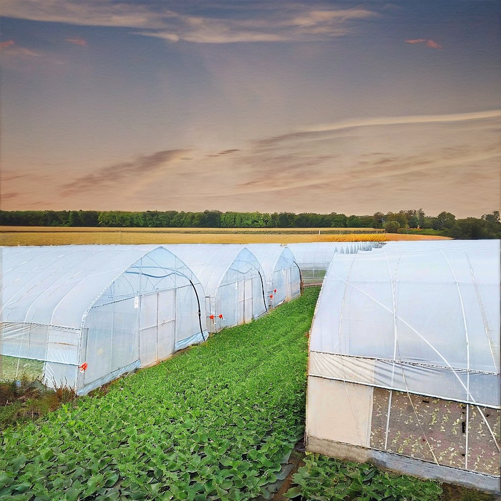 Large Chinese Agriculture Greenhouse 200 Micron Plastic Covering Hydroponic Multi-Span Tomatoes Single Layer Motor Ventilation