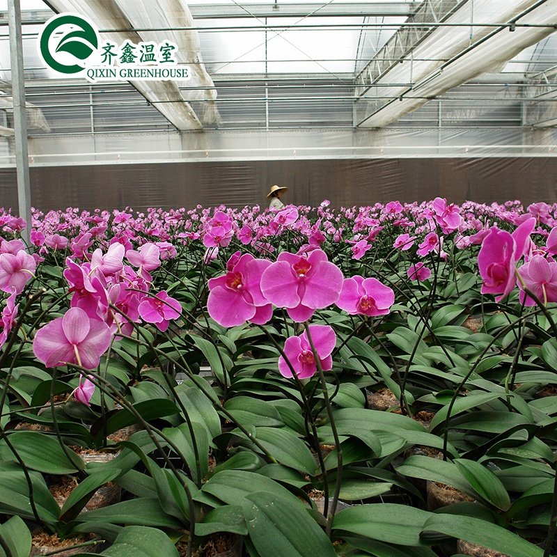Greenhouses for vegetables, fruits and flowers