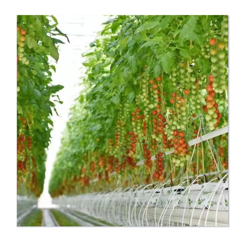 Indoor Plant Farming with Agricultural Greenhouses for Growing and Cultivating Vegetables Fruits Flowers and Herbs