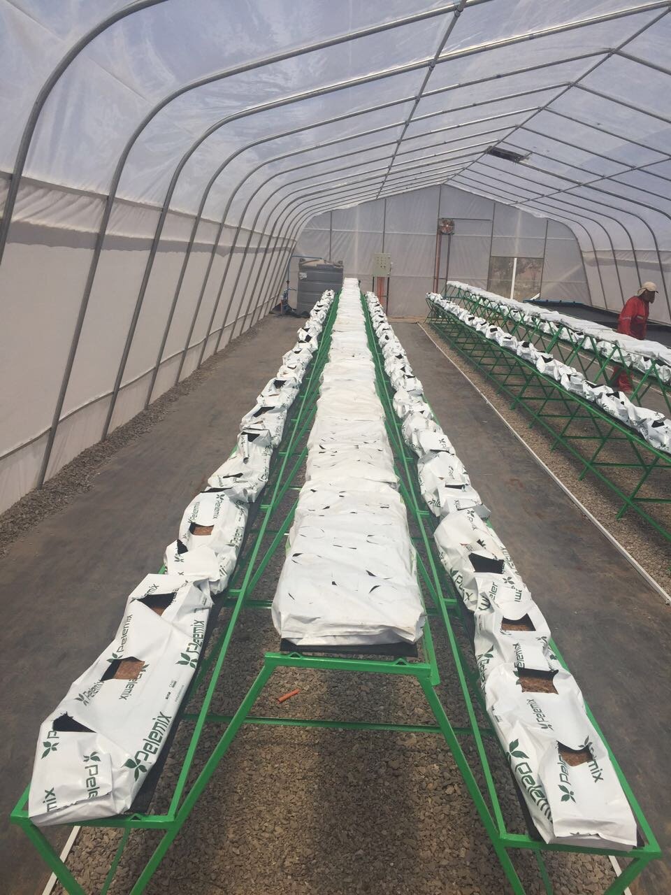 High quality poly tunnel greenhouse for vegetables for sale and for vegetables