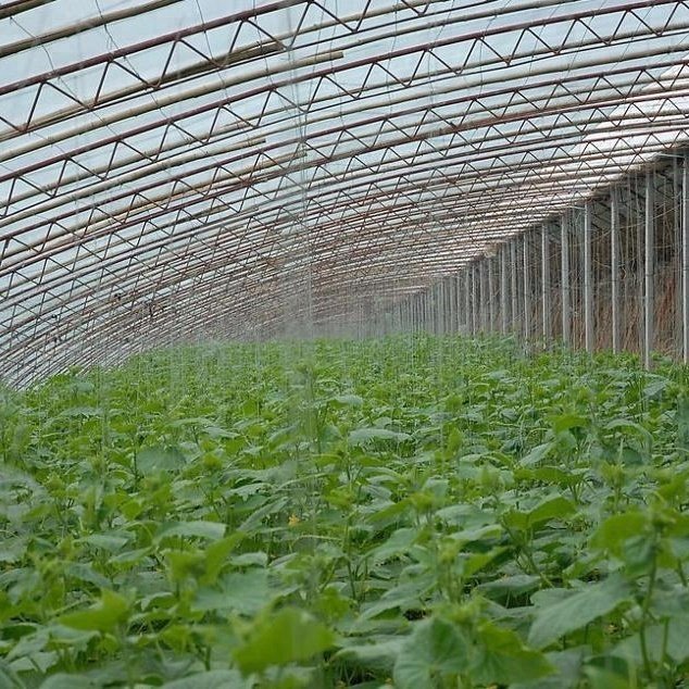 150mic Transparent Greenhouse Film with UV Protection Plastic Shed Covering for Tomatoes Agricultural PE Greenhouses Film