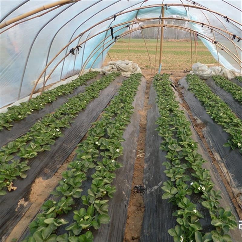 150mic Transparent Greenhouse Film with UV Protection Plastic Shed Covering for Tomatoes Agricultural PE Greenhouses Film