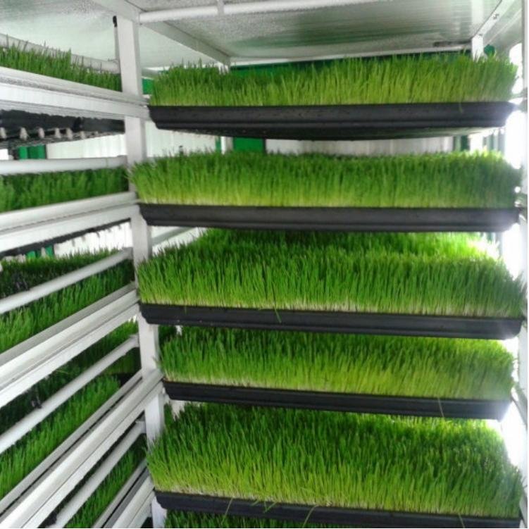 Automatic Planting System Animal Fodder Hydroponic Feed Wheatgrass Vertical Farming Systems Agriculture Greenhouse