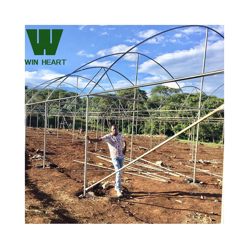 plastic film serre agricole High tunnel single span single layer serre agricultural greenhouses for tomatoes