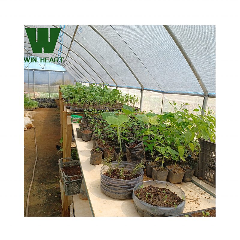 plastic film serre agricole High tunnel single span single layer serre agricultural greenhouses for tomatoes