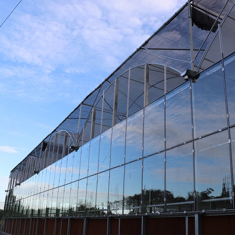 Baolida commercial Invernadero serre outdoor hothouse multispan green house glass greenhouse kit for tomatoes