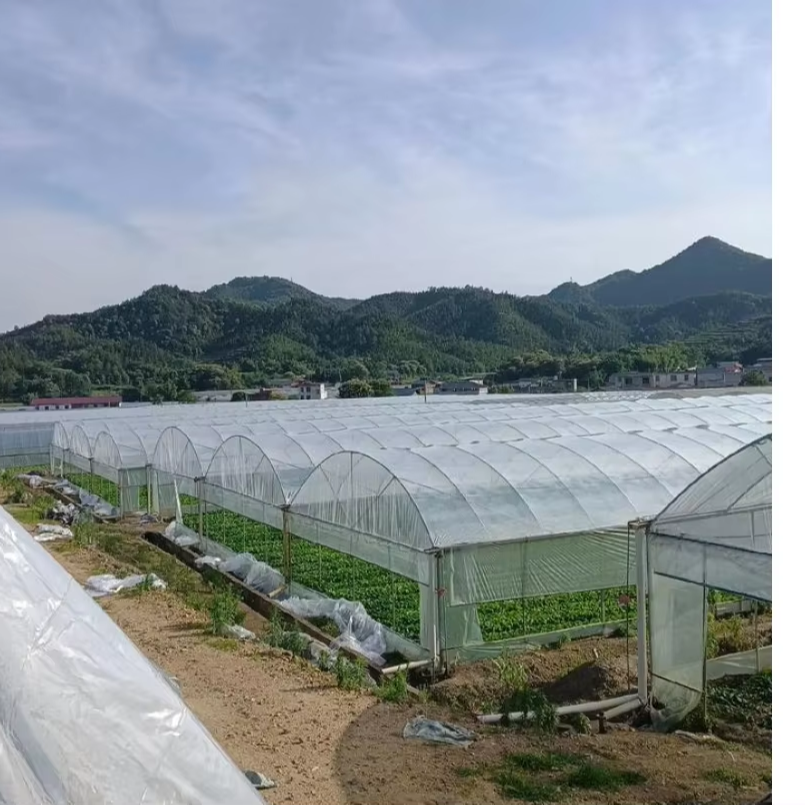 High Quality Agricultural Steel Structure Greenhouse Large Square Tube Film Material Single-Layer Tunnel Greenhouse Plant Usage