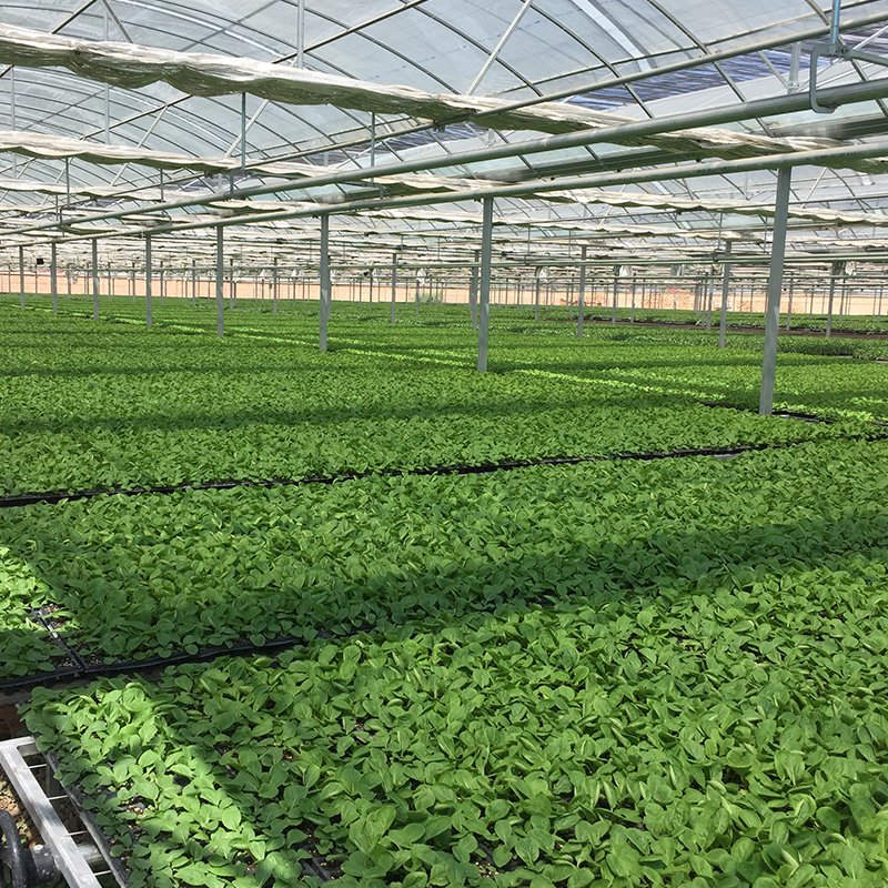 Hot-dipped galvanized frame plastic film agricultural greenhouse with hydroponics system for planting