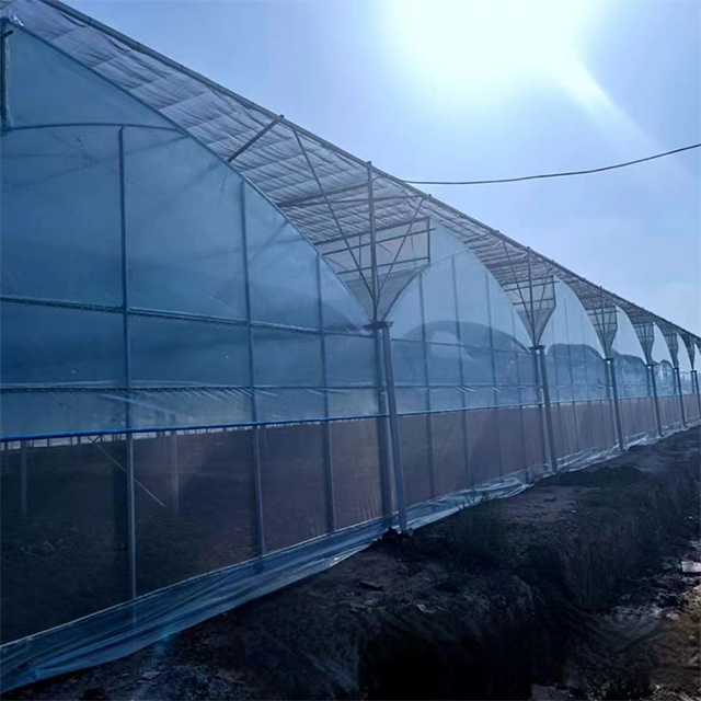 Agricultural Tropical Plastic Film Multi-span Sawtooth Poly Tunnel Tomato Fruit Vegetable Greenhouse With Shade Net