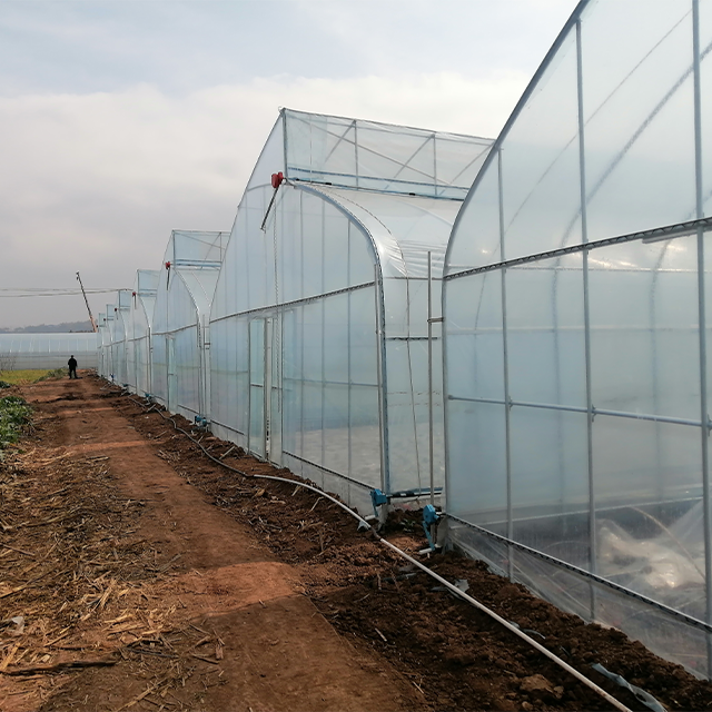 Agricultural Tropical Plastic Film Multi-span Sawtooth Poly Tunnel Tomato Fruit Vegetable Greenhouse With Shade Net