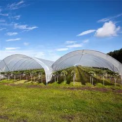 Low cost multi-span green house farming agricultural greenhouse for berries